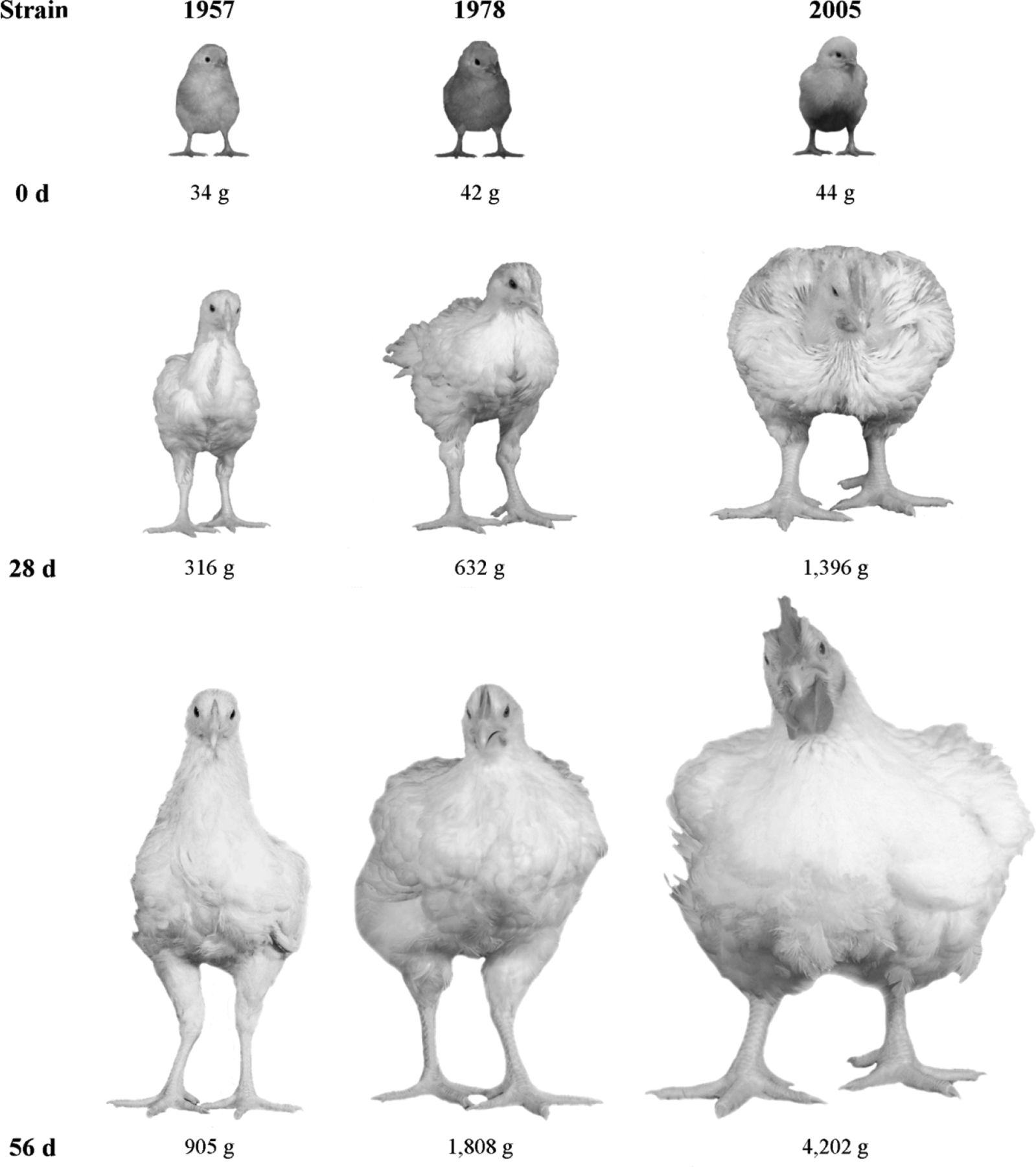 343-03-most-harmful-food-broilers